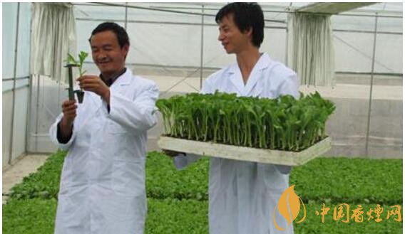 煙草專業(yè)大學(xué)排名，煙草專業(yè)就業(yè)前景好