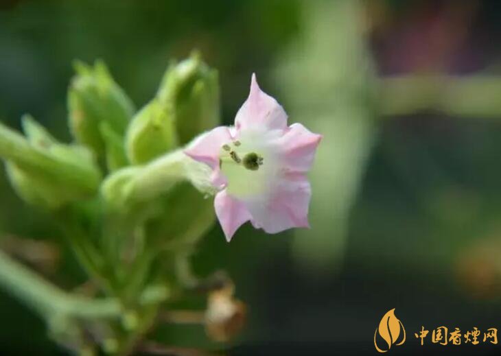 煙草花花語是什么，煙草花什么時候開花