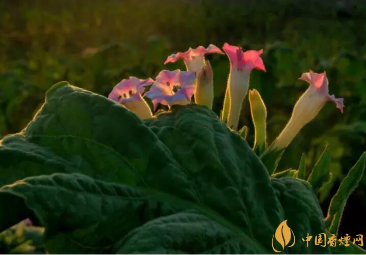 煙草花花語是什么，煙草花什么時候開花