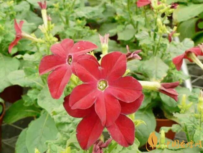 煙草花花語是什么，煙草花什么時候開花