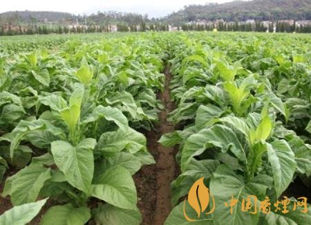 湖南瀏陽煙草局依托G80烤煙特色品種為煙農(nóng)創(chuàng)收9375萬元！